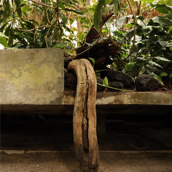 A large, trunk-like plant root extends beyond the boundaries of a concrete planter as leaves and vines spindle behind it