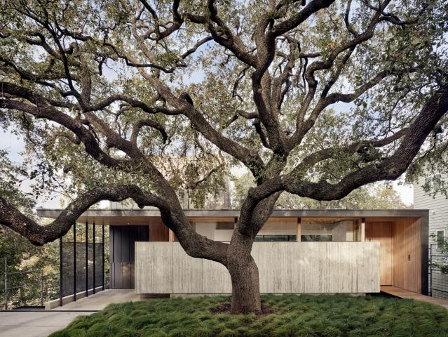 A large beautiful oak tree sits in front of a home designed by Kevin Alter's professional practice