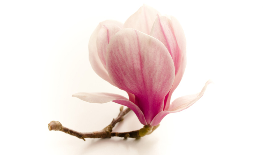 Saucer magnolia pink flower