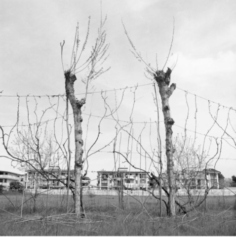 black and white photo of trees