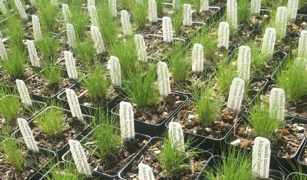 seedlings