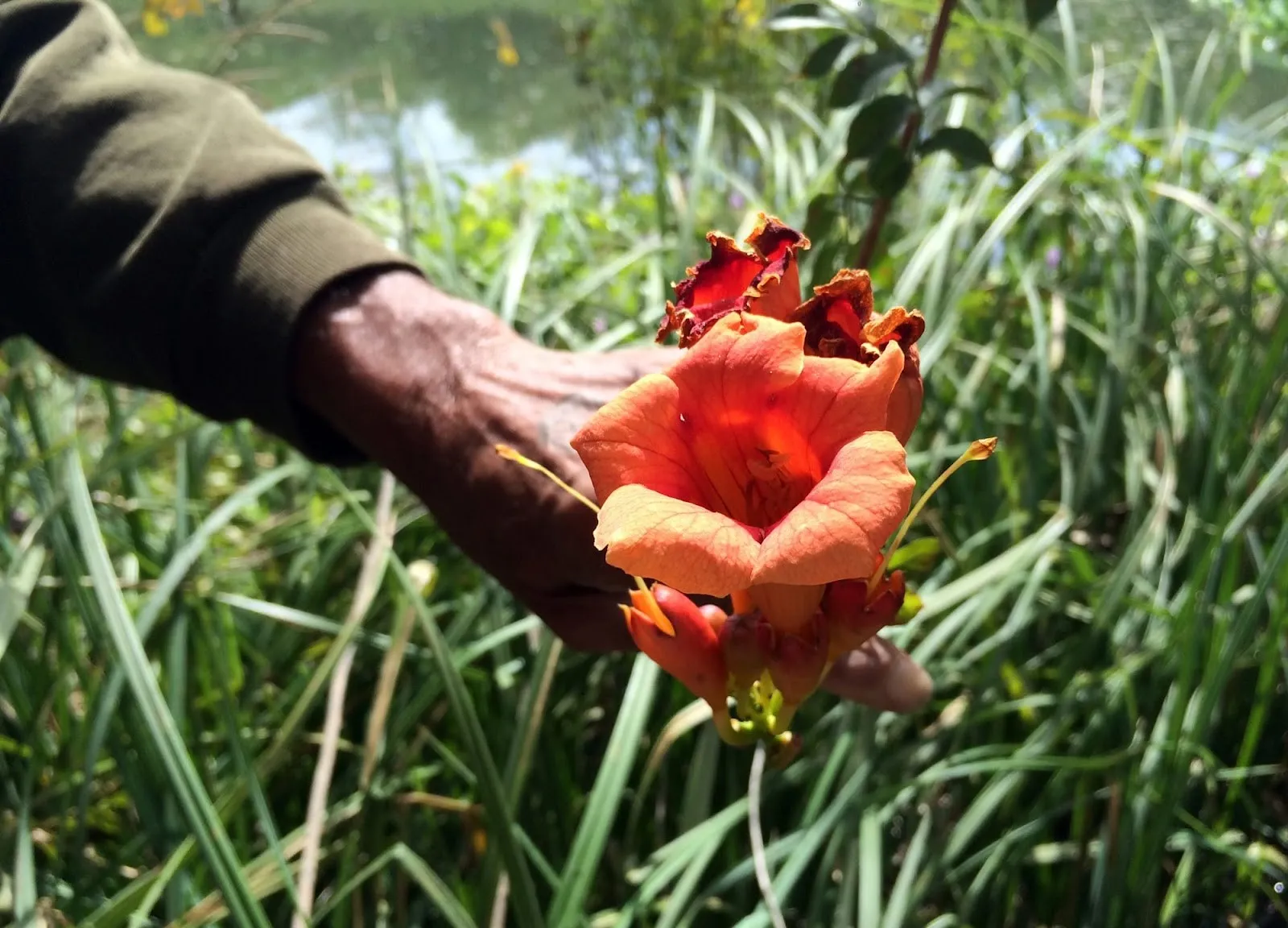 A hand holding a red flower in front of a grassy background