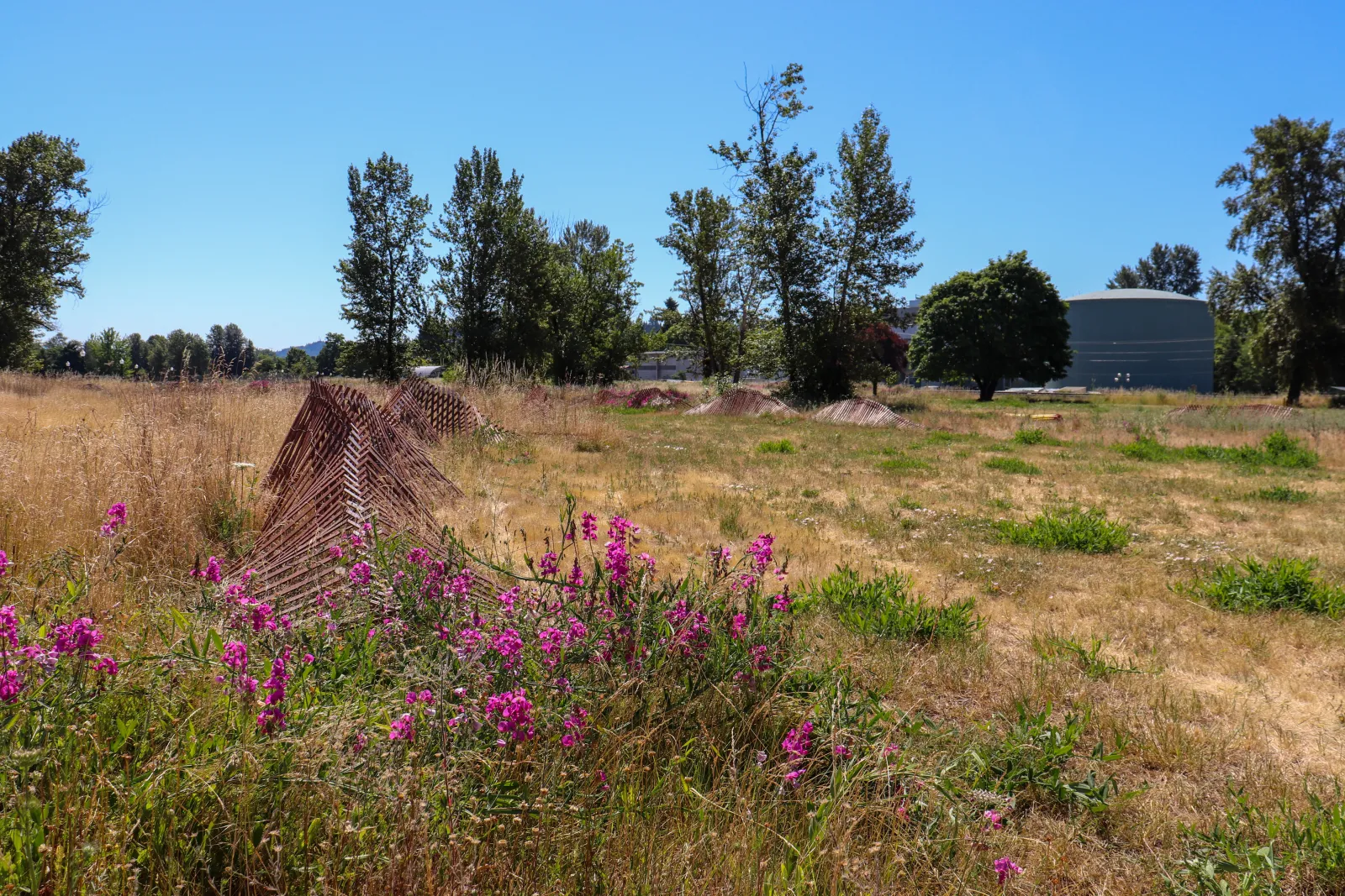 A field with pink flowers in the foreground