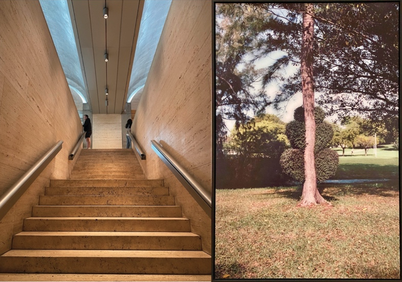 two photos side by side: a staircase and a tree