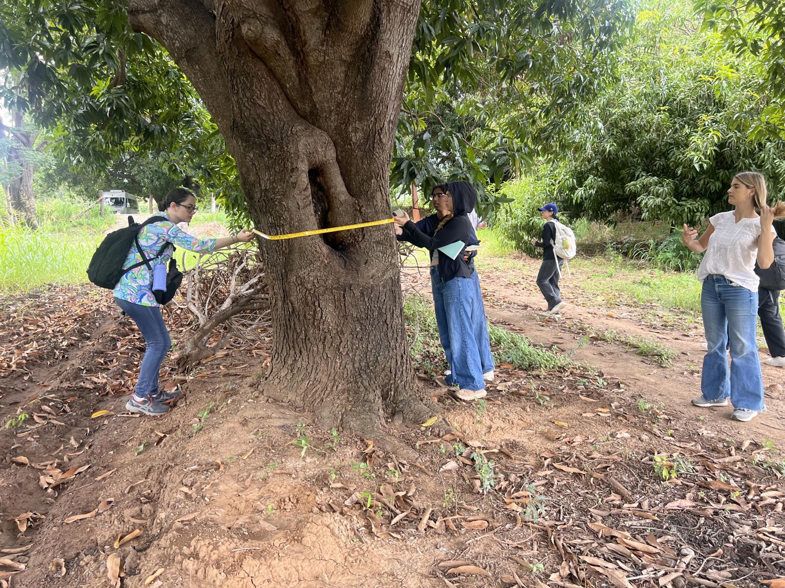 Students measuring a tree at the site