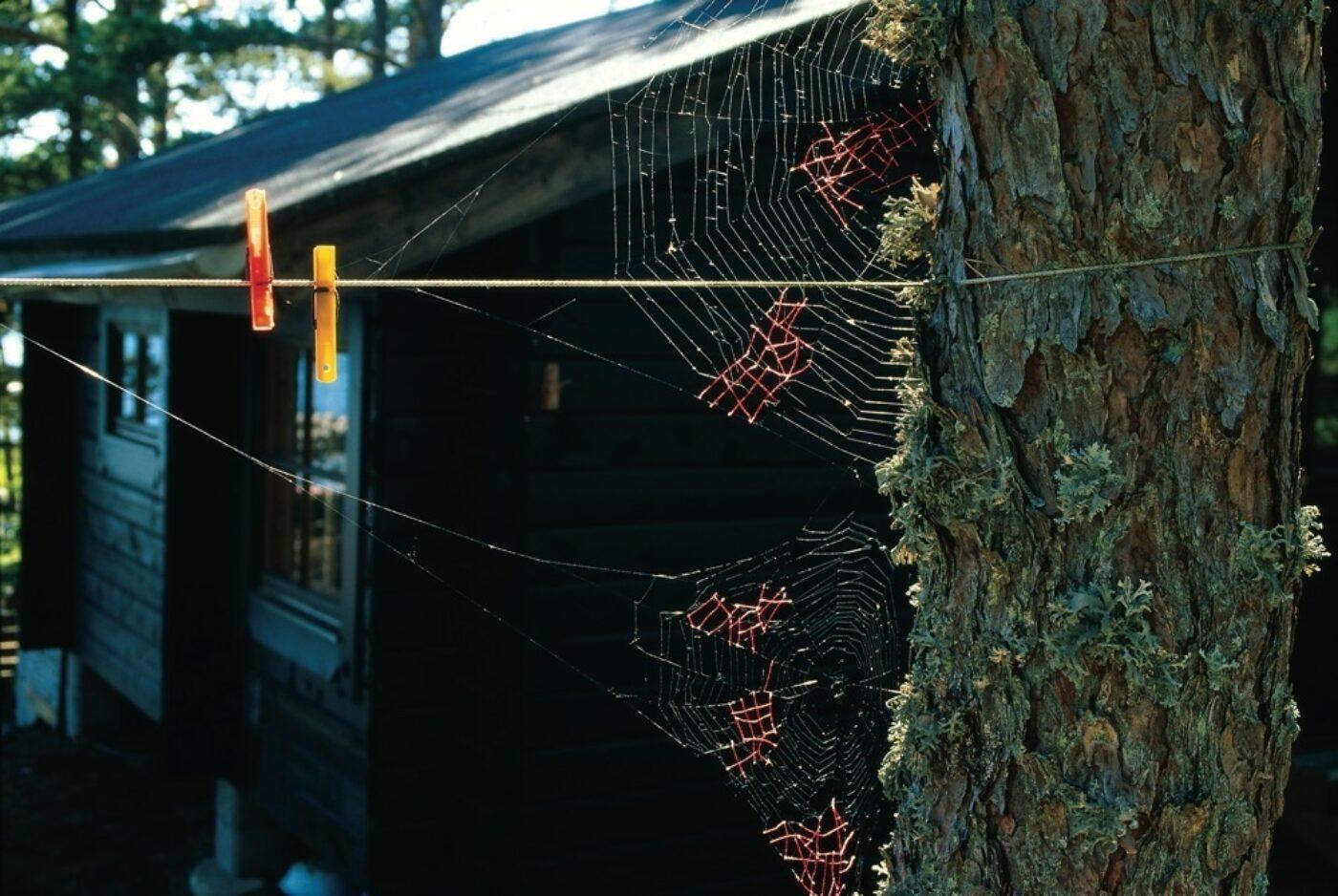 mended spiderweb between a tree and clothesline