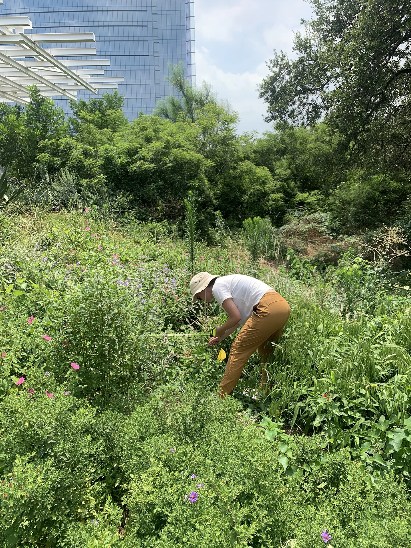 A person in an overgrown meadow