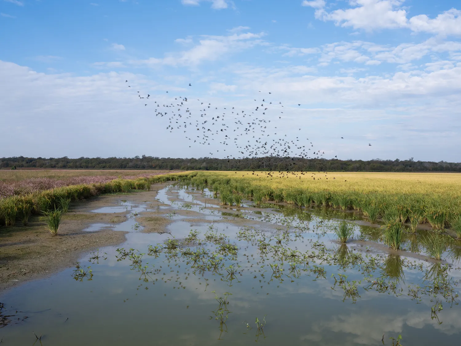 Canard Brake Rice Cover Crop Canard Brake Rice Cover Crop