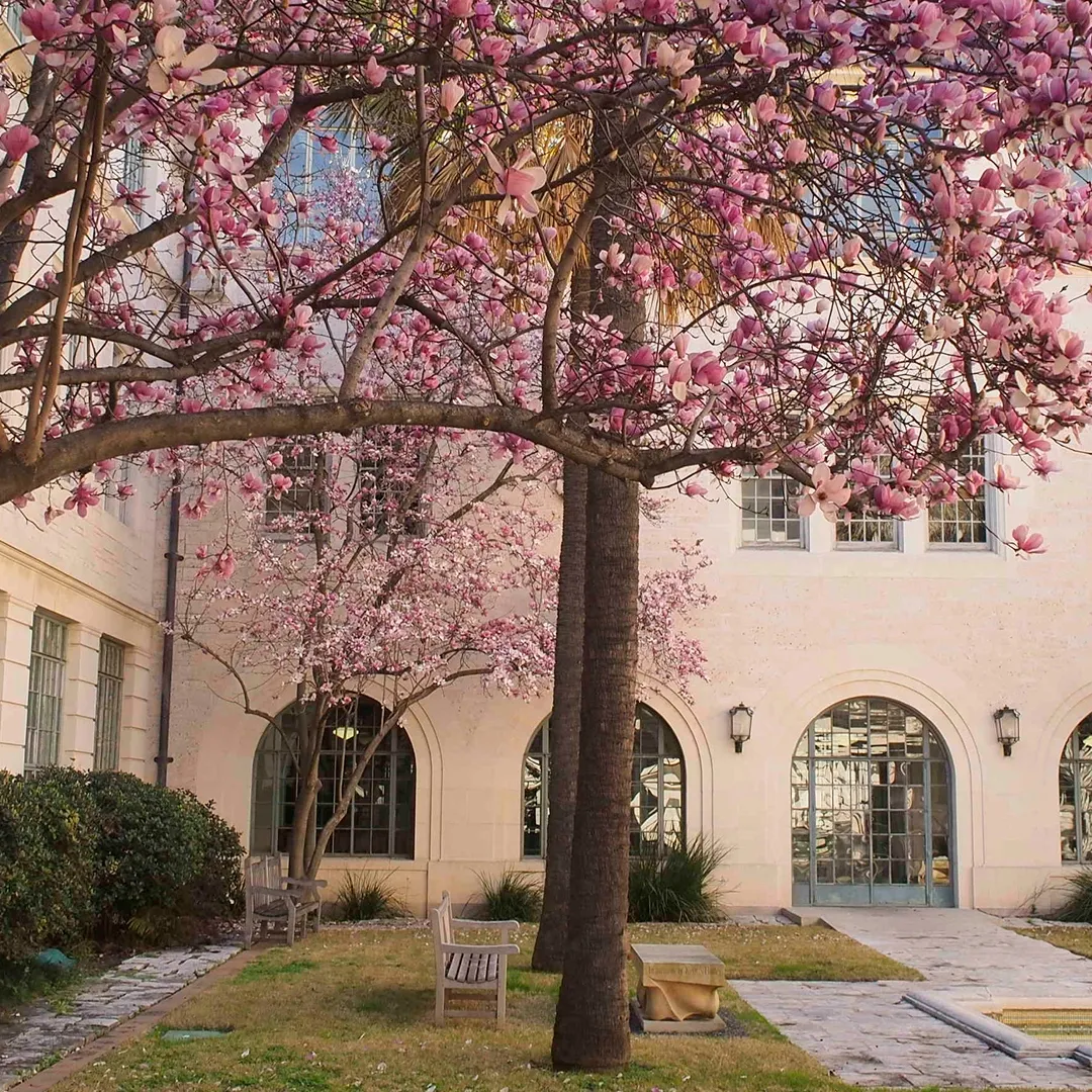 Goldsmith Magnolias