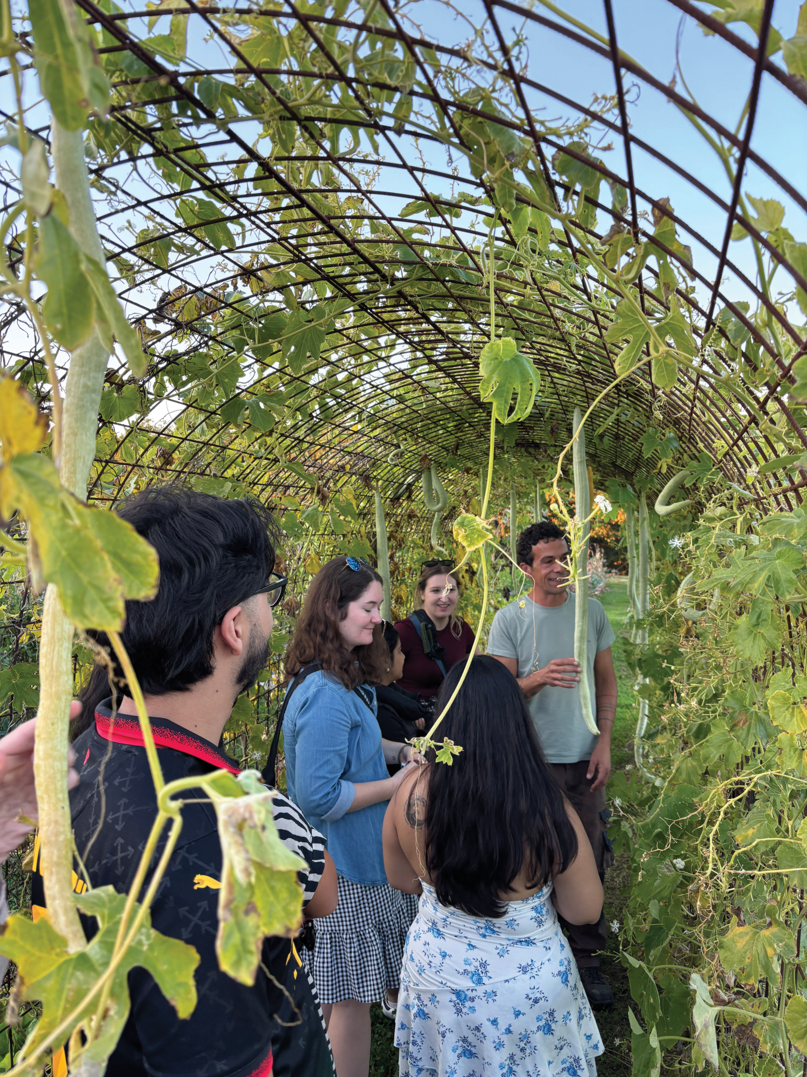 Students stand under a canopy of pea vines in Italy
