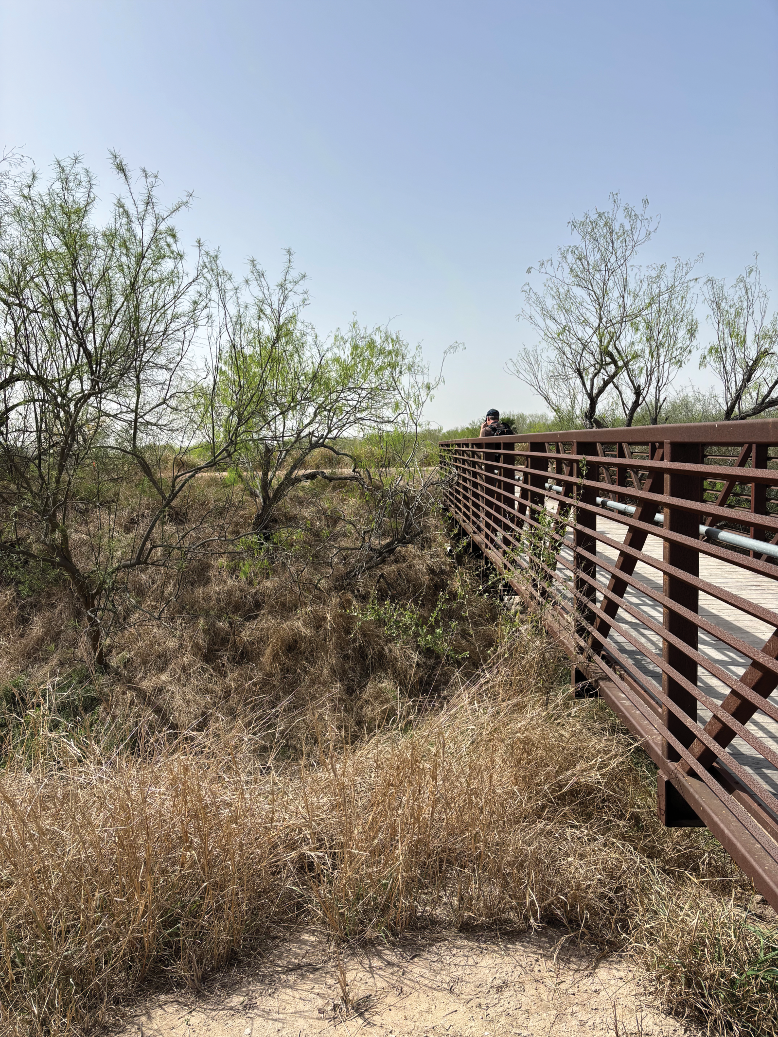 Estrero Llano Park bridge across drainage way with restored ecology