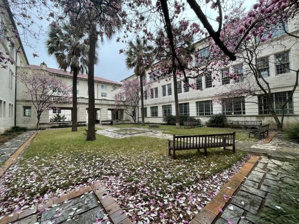 A courtyard with green grass and benches, surrounded by white buildings and palm trees, features blooming pink flowers and petals scattered on the ground and paths.