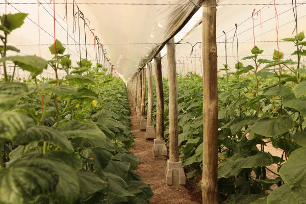 Inside a greenhouse in Almeria Spain looking down a row of plants