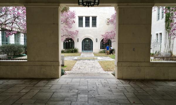 Pink saucer magnolias blooming in the School of Architecture's Goldsmith Hall on the University of Texas at Austin campus