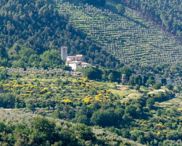 View of the central Italian countryside, with groves of olive trees seen behind an older structure.