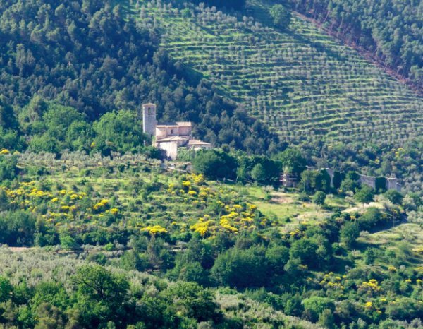 View of the central Italian countryside, with groves of olive trees seen behind an older structure.