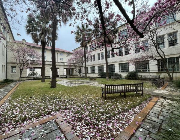 A courtyard with green grass and benches, surrounded by white buildings and palm trees, features blooming pink flowers and petals scattered on the ground and paths.