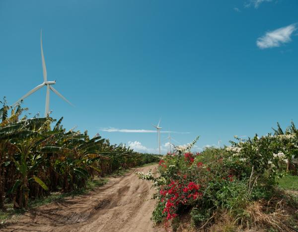 Scenic view of Puerto Rico, with grasses and a wind turbine