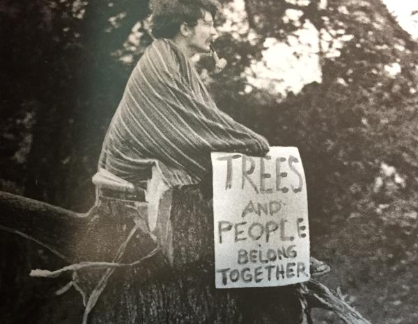 Student occupies the remnants of a tree on Waller Creek, 1969
