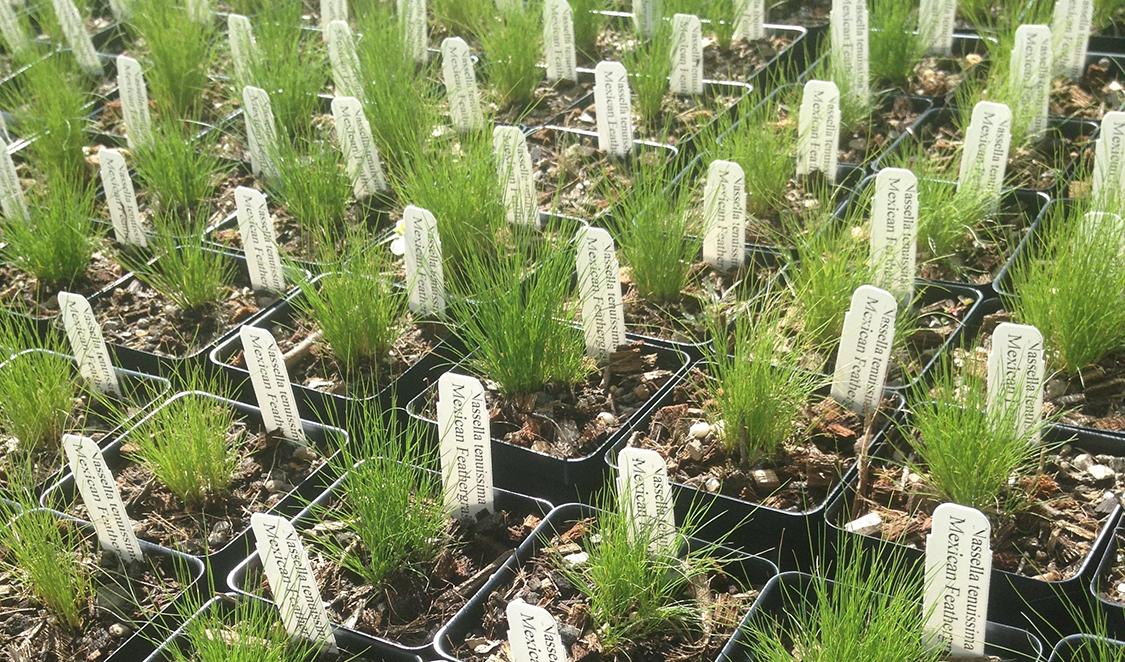 seedlings